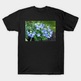 Balloon Flowers (Platycodon grandiflorus) T-Shirt